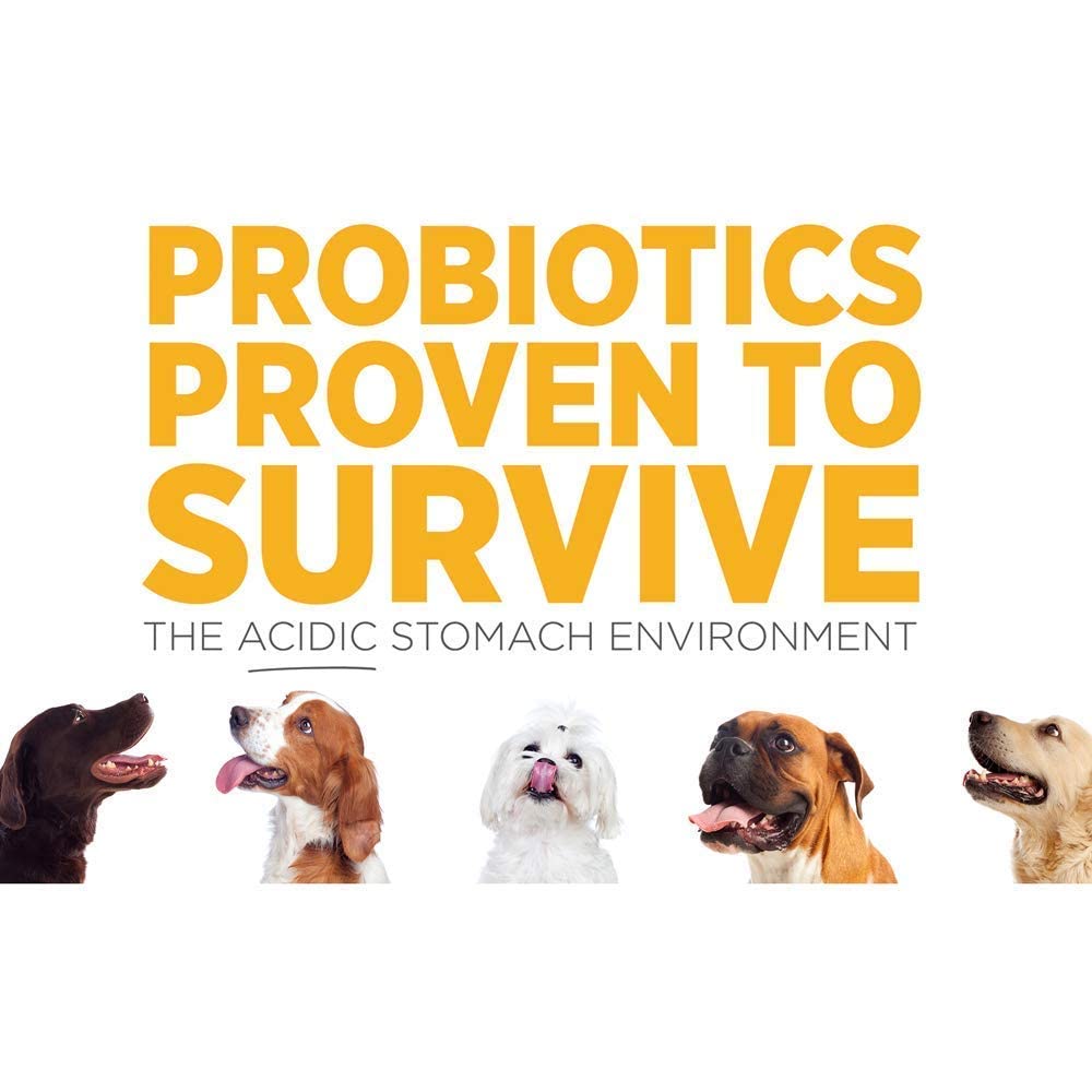 SAM-e Digestive and Immune Supplement G91037