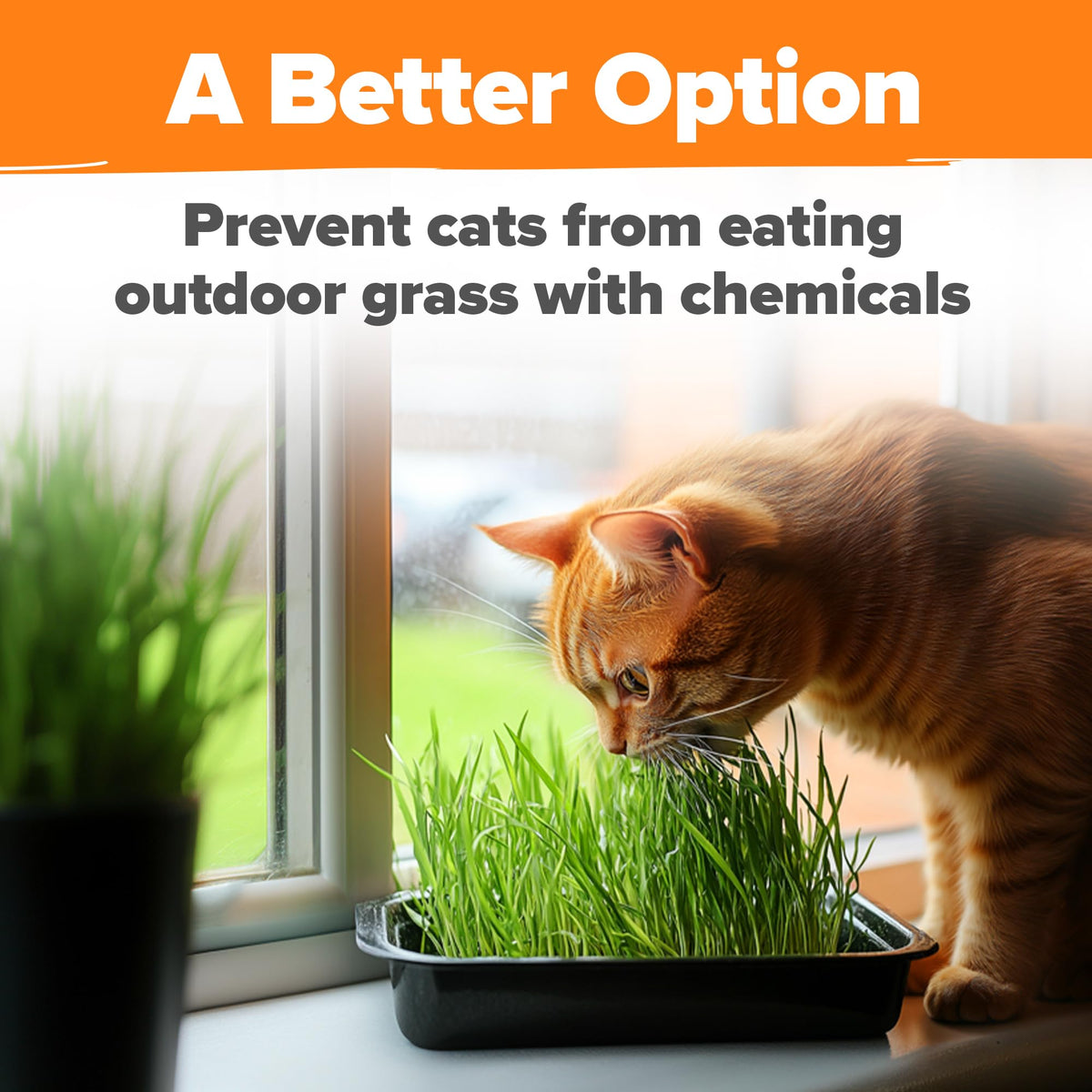 Cat Grass Seeds 4 oz Oat & Barley Mix B576
