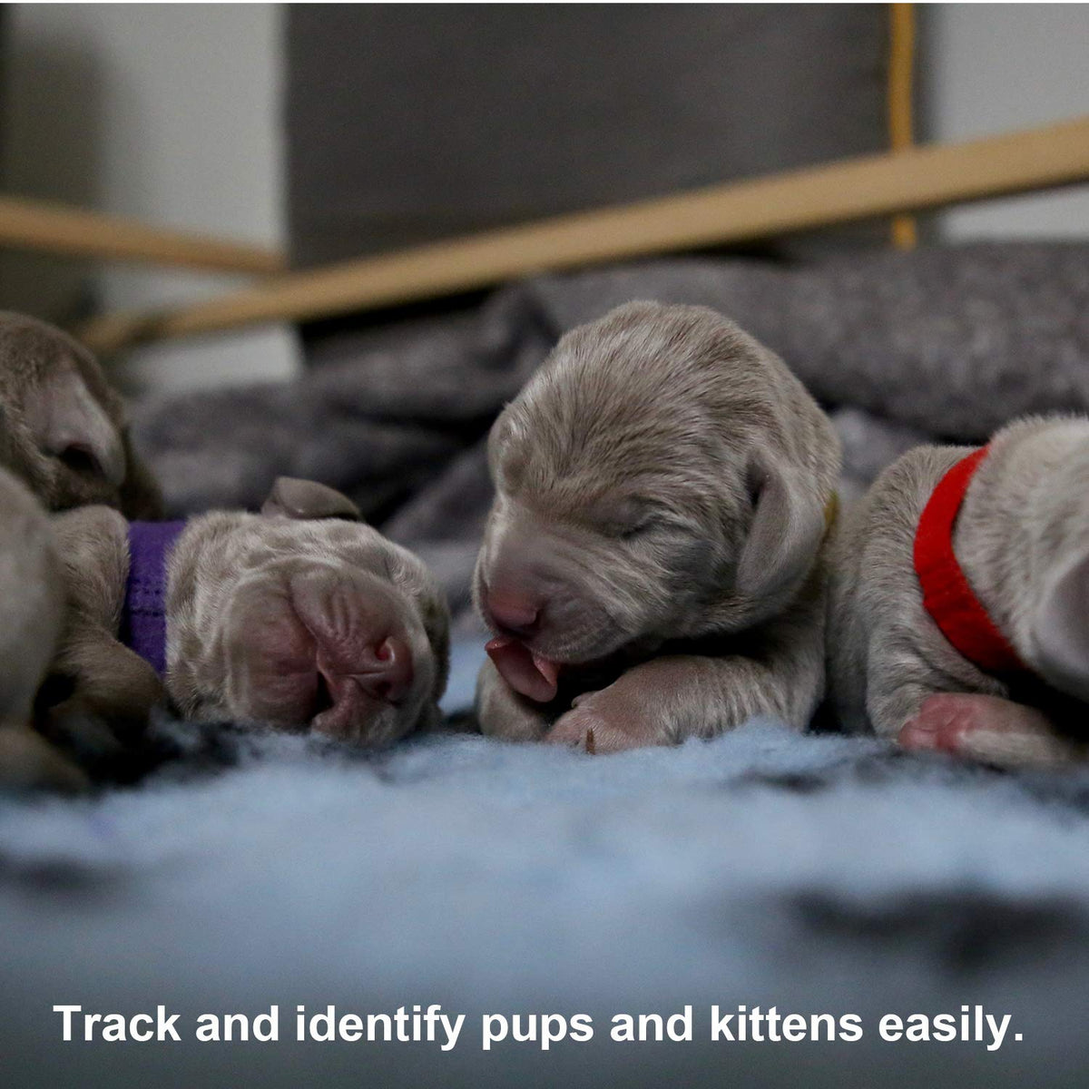Soft Adjustable Puppy Collars X6172