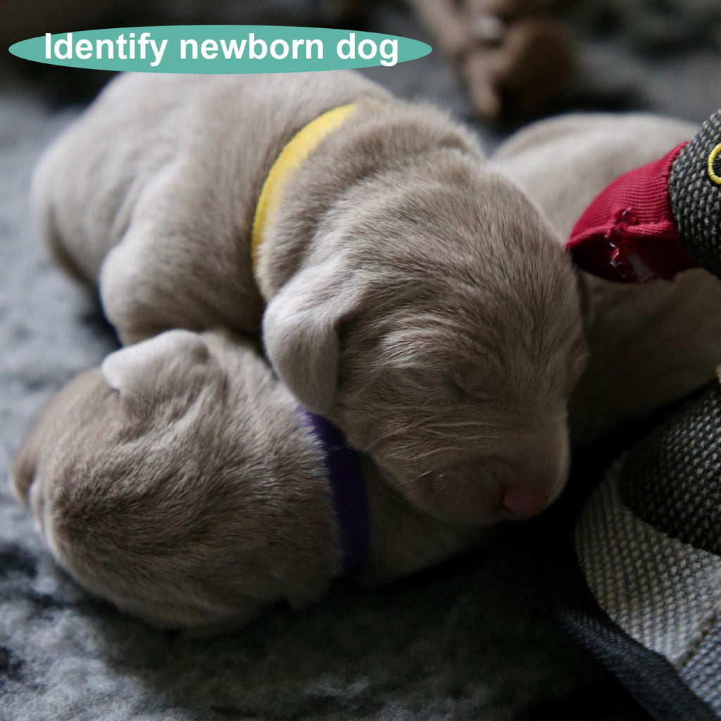Soft Adjustable Puppy Collars X6172