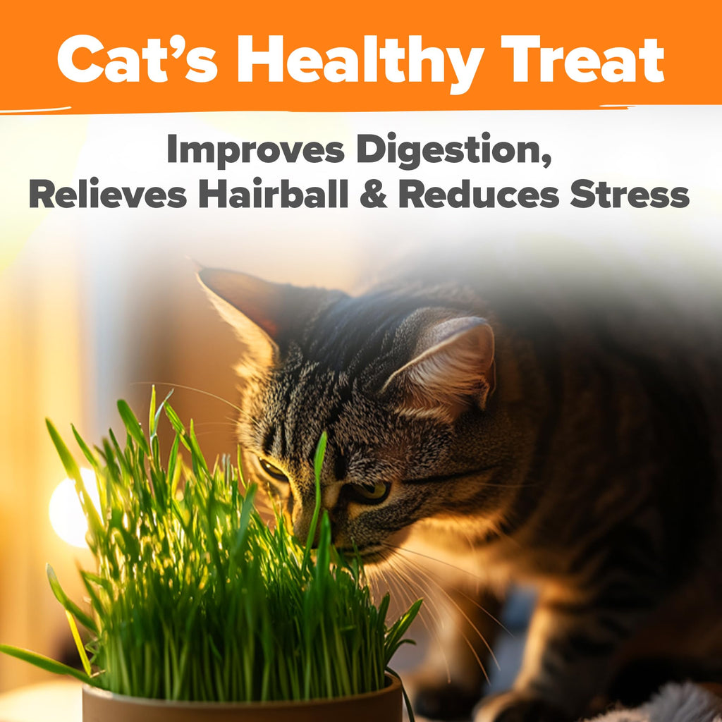 Cat Grass Seeds 4 oz Oat & Barley Mix B576