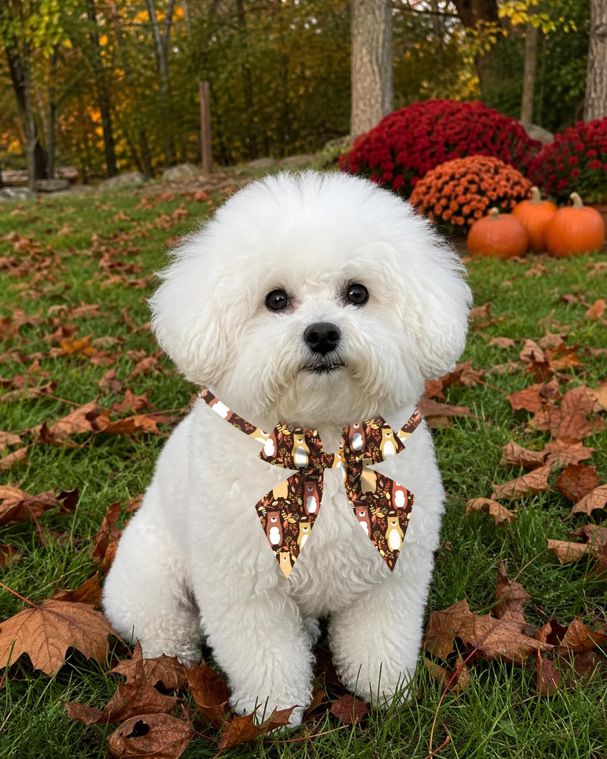 50 Pack Dog Bowties O212463