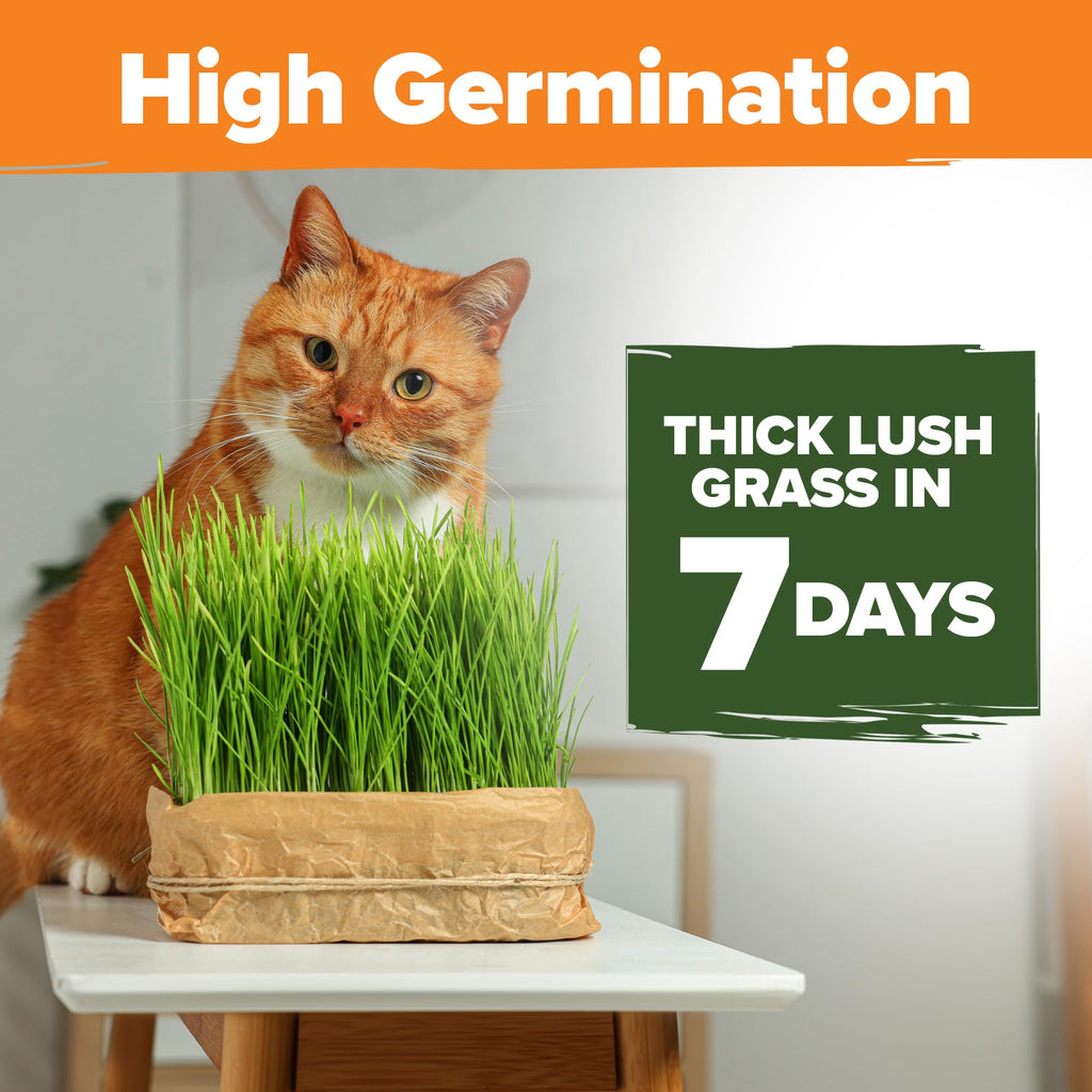 Cat Grass Seeds 4 oz Oat & Barley Mix B576